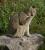 _A049647croofm.jpg